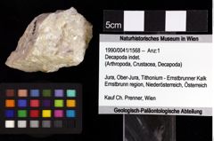 Foto (Objket + Etiketten) von Gastrosacus tuberosiformus (Lörenthey in Lörenthey & Beurlen, 1929) 